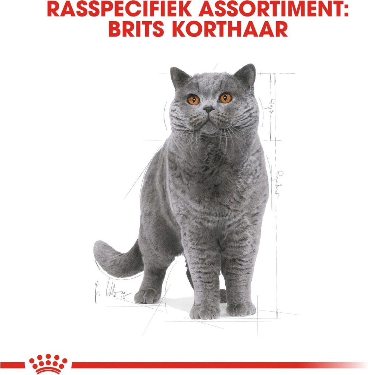 Royal Canin British Shorthair Adult - Kattenvoer - 4 Kg - Afbeelding 2