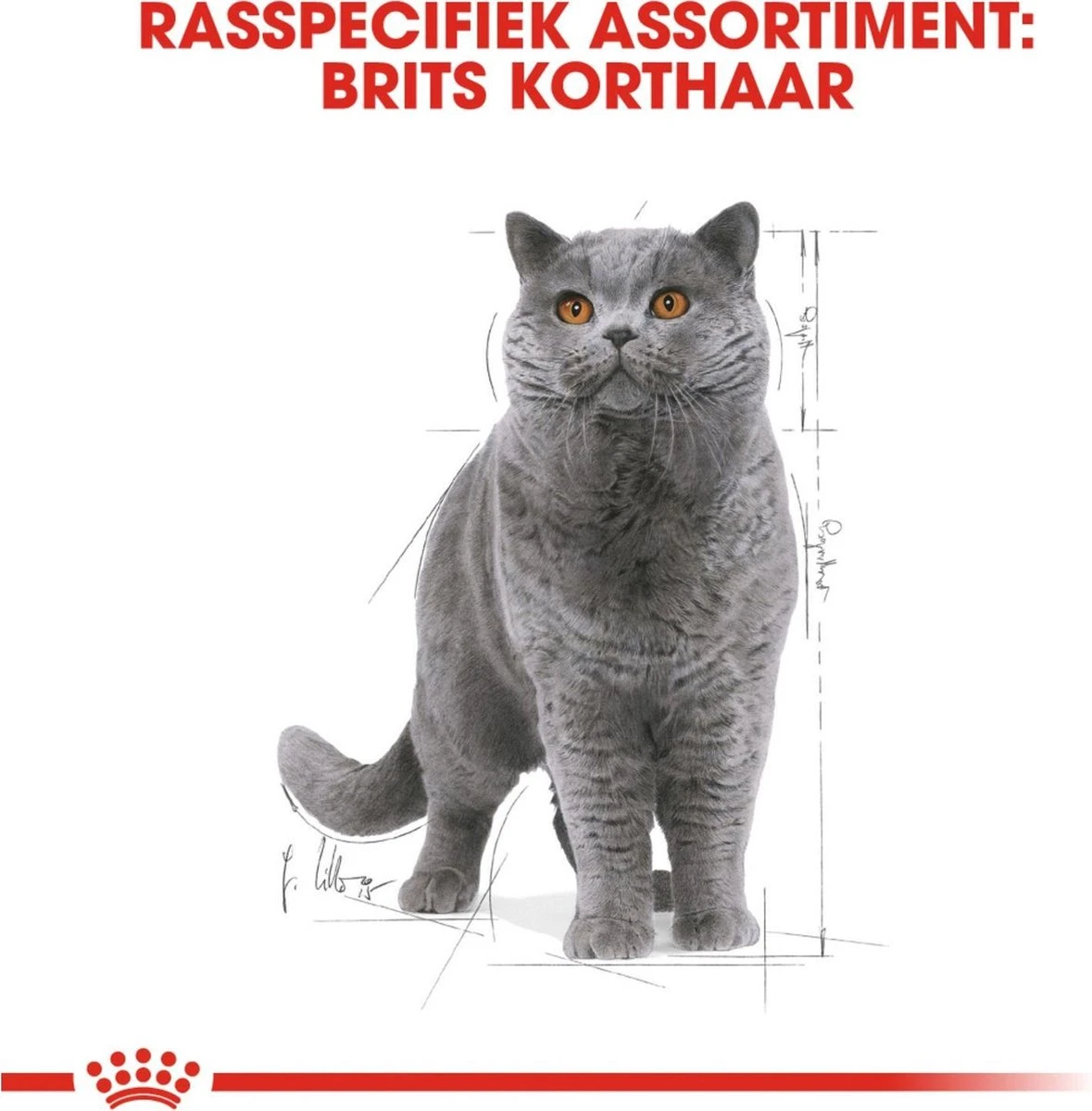 Royal Canin Fbn British Shorthair Adult Pouch - Kattenvoer - 12x85 G - Afbeelding 2