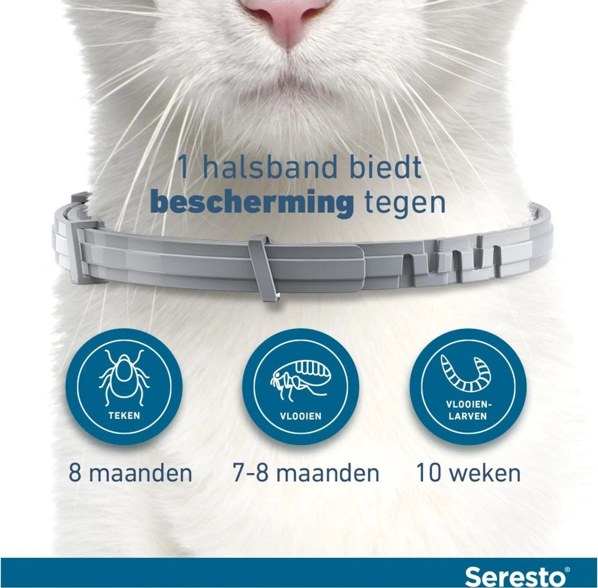Seresto Teken- En Vlooienband - Anti Tekenmiddel - Kat - 38 Cm - Afbeelding 13
