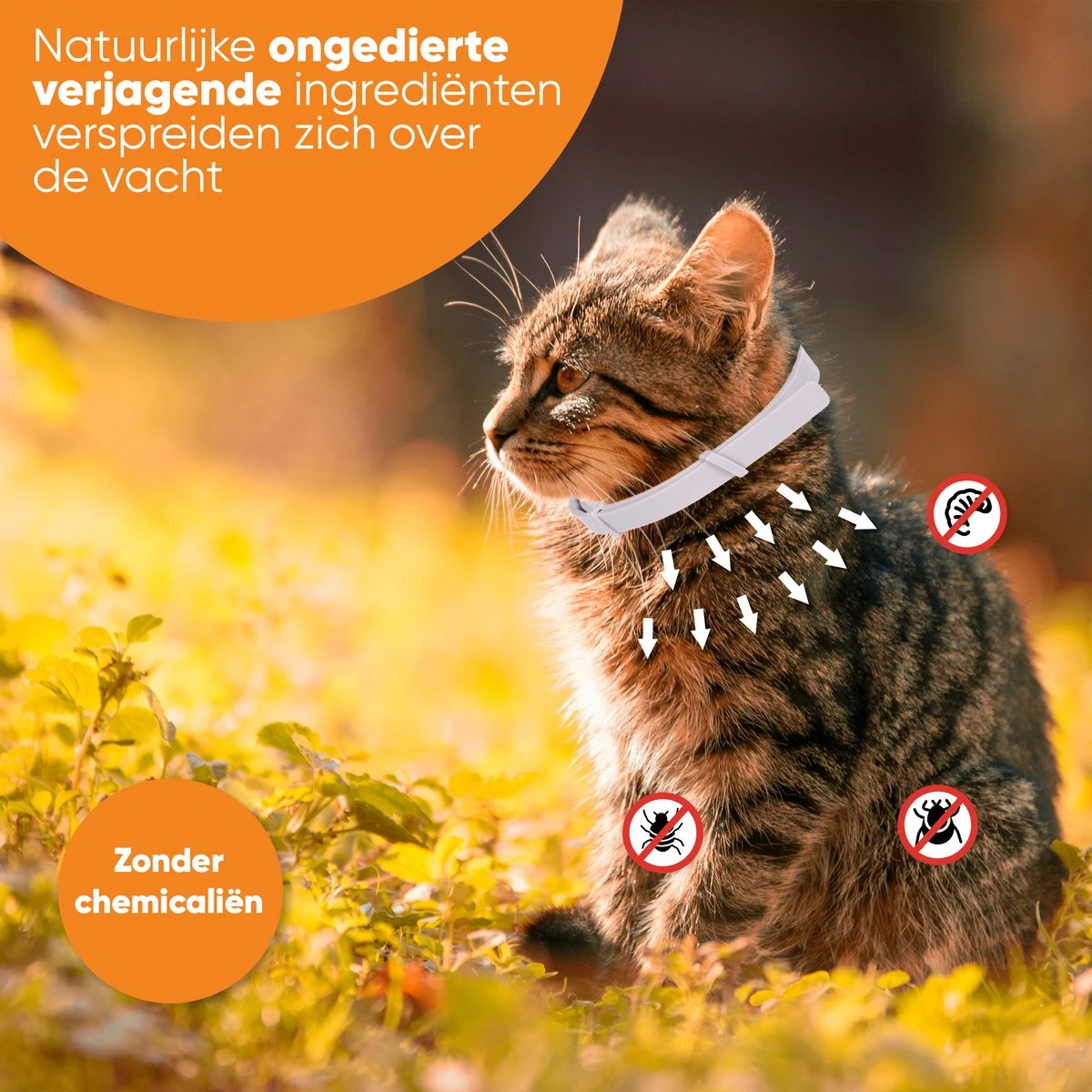 Nafurapets Vlooienband Voor Kat – Anti Vlooien – Teken Band – 100% Natuurlijk – 8 Maanden Bescherming – Grote & Kleine Kat - Afbeelding 8