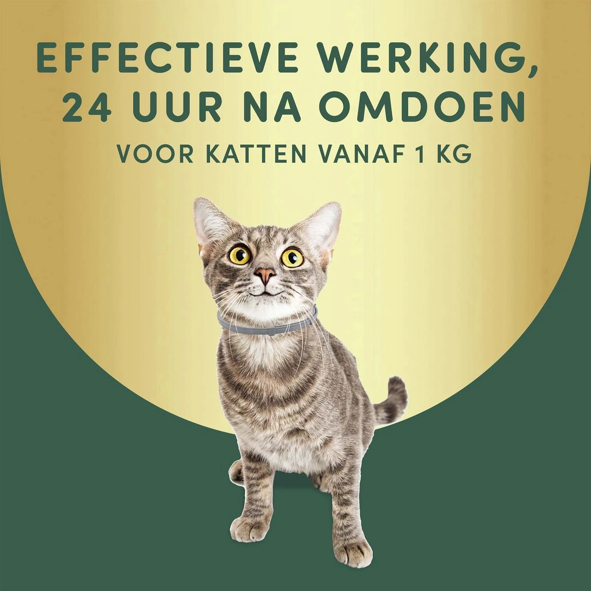 3 Stuks Vlooienband Kat Tekenband - 100% Natuurlijk Veilig En Waterbestendig - Afbeelding 2
