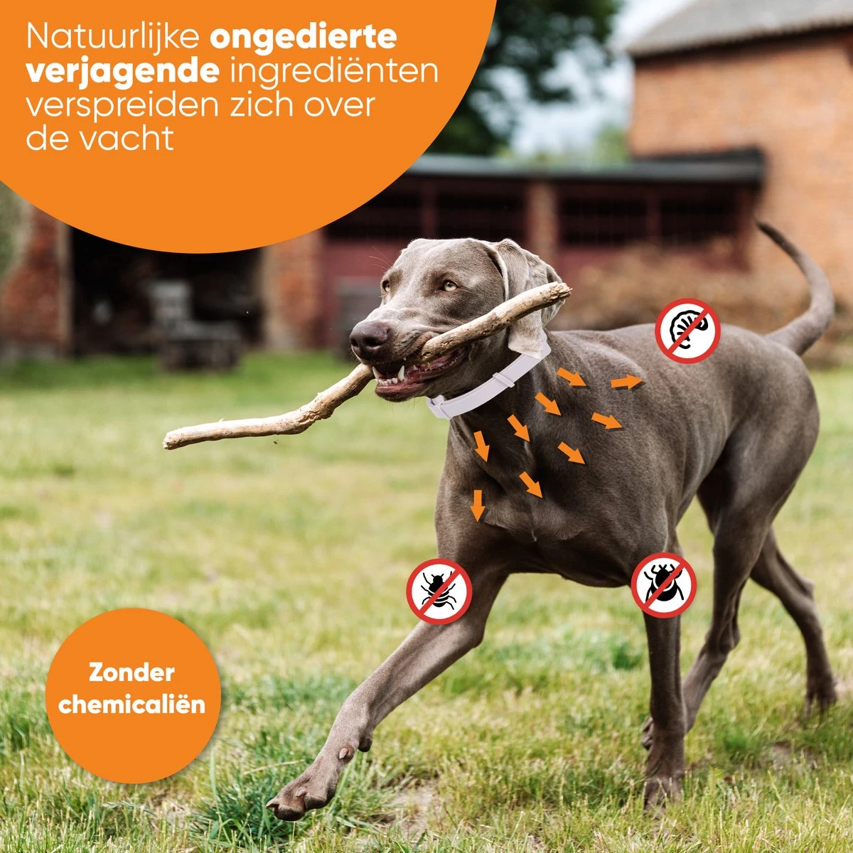 Nafurapets Vlooienband Voor Hond – Anti Vlooien – Teken Band – 100% Natuurlijk – 8 Maanden Bescherming – Grote & Kleine Hond - Afbeelding 8