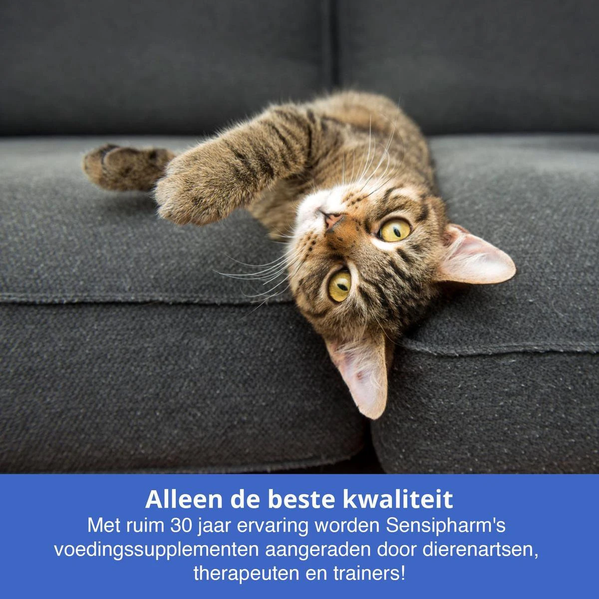 Sensipharm Urologist Aid Voor Kat, Hondje, Cavia, Konijn - Bij Blaasontsteking, Blaasgruis, Struviet, Oxalaat & Nierstenen - 90 Tabletten à 250 Mg - Afbeelding 5