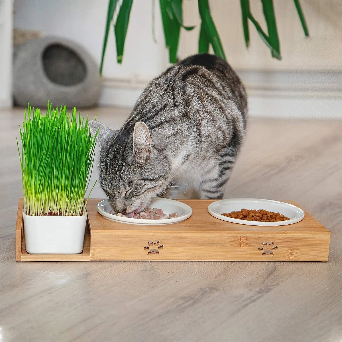Pfotenolymp® Voederstation Met Kattengras Voor Katten - Porseleinen Kattenbak/Voedingsbak - Verhoogde Kom Set Met Kattengrasbak - Voerbak Hoog - Afbeelding 6