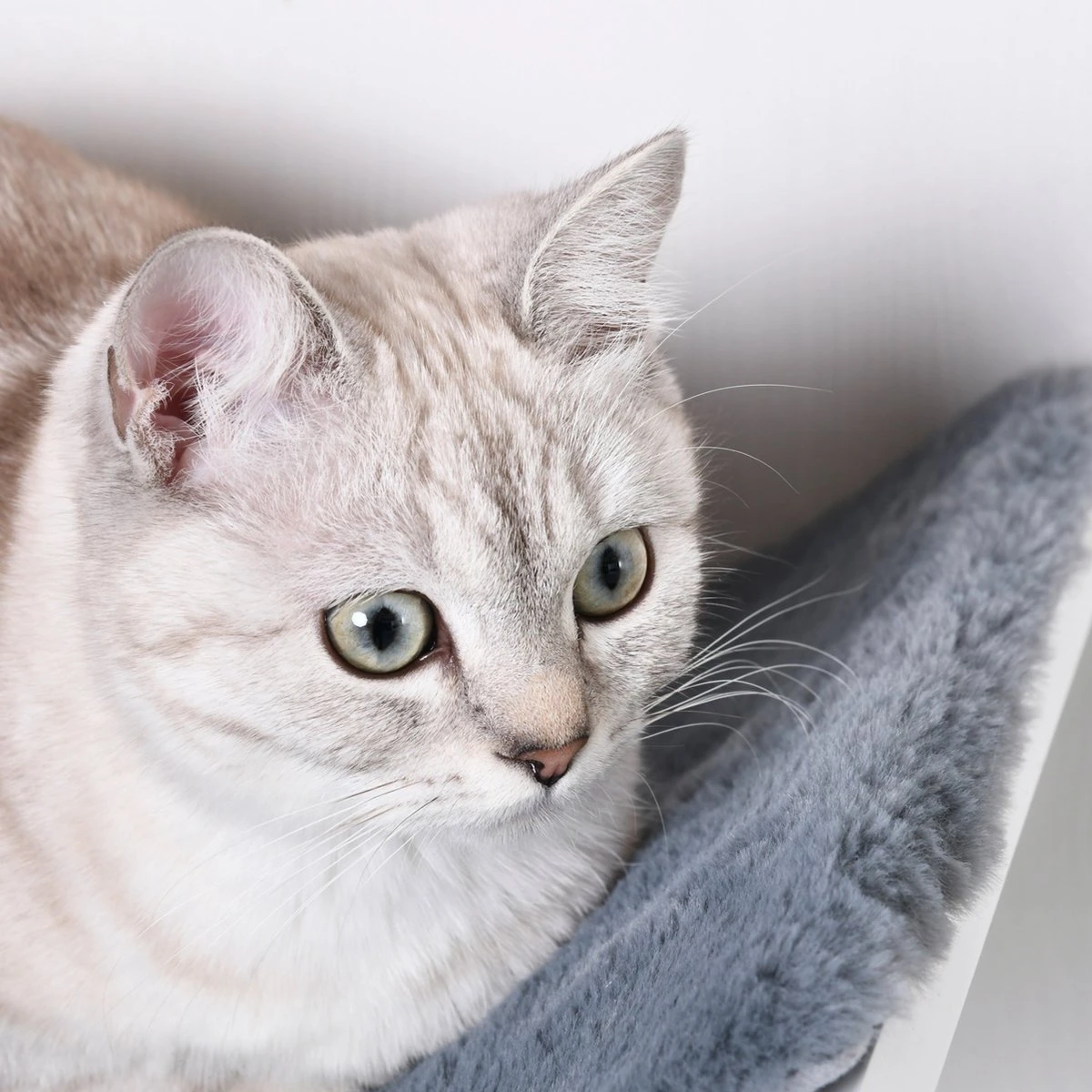 Merkloos Paws And Claws - Cat Shelf – Hangmat Kat – Kattenplank - Kattenbed - Wasbaar – Wandmontage – MDF - Wit - Afbeelding 6