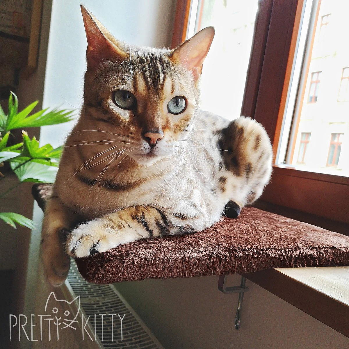 PRETTY KITTY Cat Window Bed 32x41cm: Knuffelig Kattenbed Voor De Vensterbank, Premium Kattenbed Fluffy Voor Het Raam, Vensterbank Kat - Wasbaar, Vensterbank Kat - Afbeelding 4