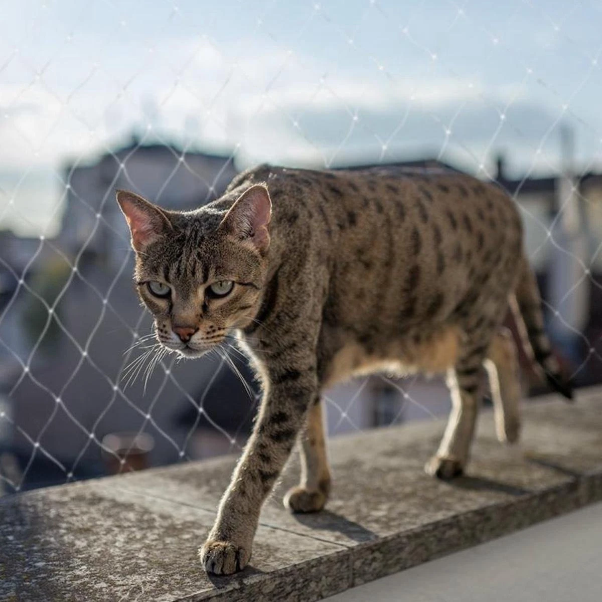 Kattennet Premium - 800 X 300 CM - Kattennet Voor Balkon - Transparant - Balkon Net - Makkelijk Te Monteren- Kattengaas - Afbeelding 6