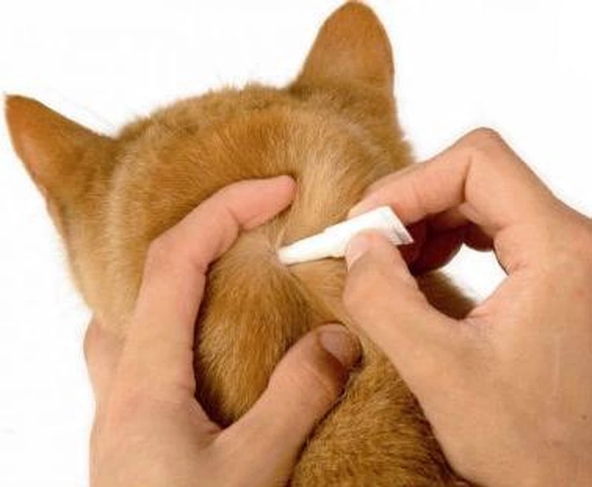 Beaphar Fiprotec Kat - Vlooienbestrijding - >1 Kg - 4 Pipetten - Afbeelding 3