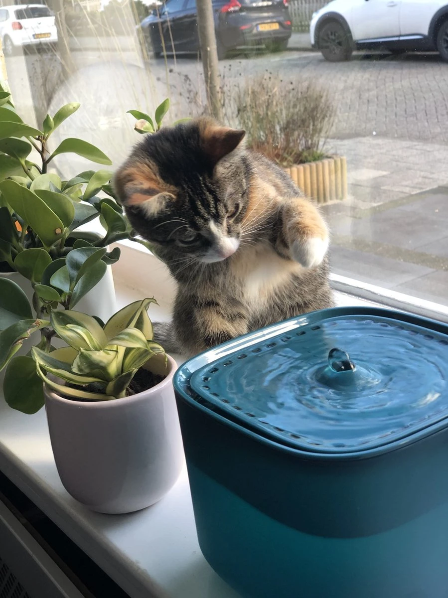 No Logo - 3L - Drinkfontein Voor Huisdieren, Water Fontein - Waterdispenser - Waterautomaat Drinkbakken 3L Voor Huisdieren Katten - Honden - Konijnen - Goud - Groen - Kattenfontein - Fontein - Drink - Bak - Drinkbak - Hond - Konijn - Kat - 2l - 1l - - Afbeelding 5