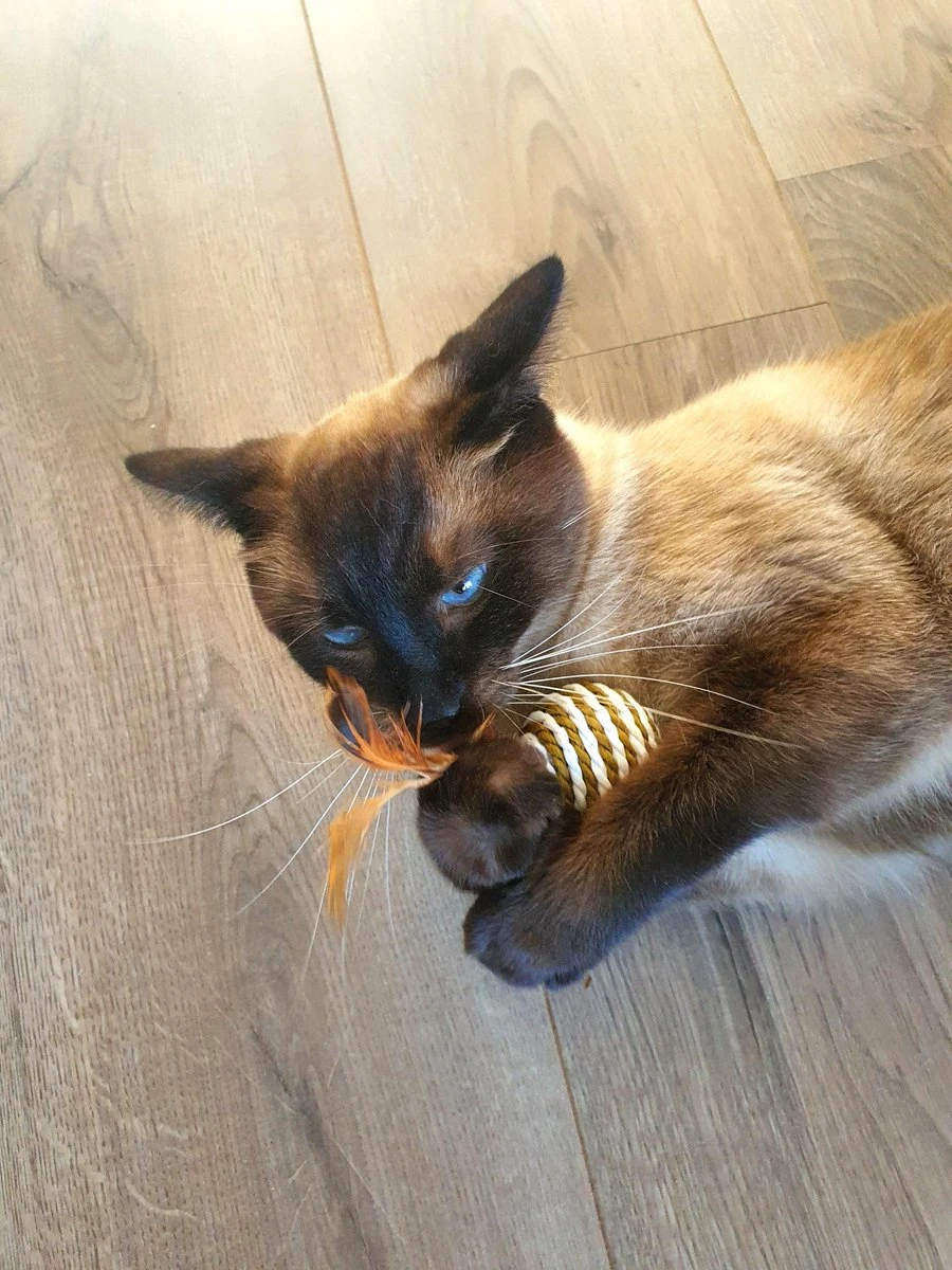 Make Life Beautiful® - Kattenspeeltjes Set - 7-delig - Kattenspeelgoed - Kattenhengel - Speelmuisjes - Kattenspeelgoed Set - Afbeelding 7